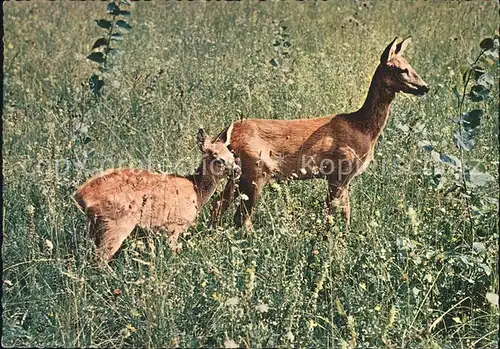 Reh Rehkitz Kat. Tiere