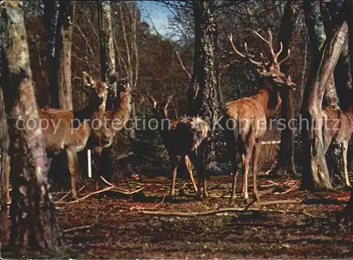 Hirsch Hirschkuehe Cervo Cerf Hert  Kat. Tiere