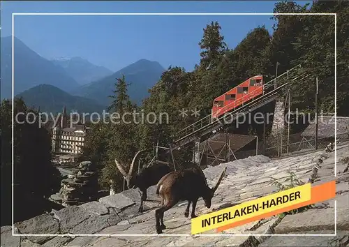 Zahnradbahn Harderbahn Steinboecke Steinwildpark Interlaken Harder Kat. Bergbahn