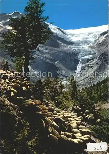 Gletscher Schafe Alp Gruem Paluegletscher 
 Kat. Berge