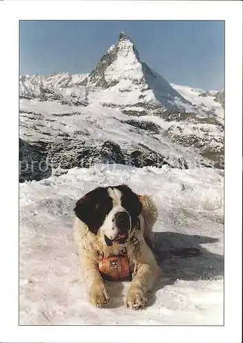 Bernhardiner Zermatt Matterhorn Kat. Tiere