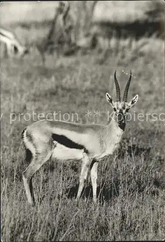 Tiere Thomson Gazelle Kat. Tiere