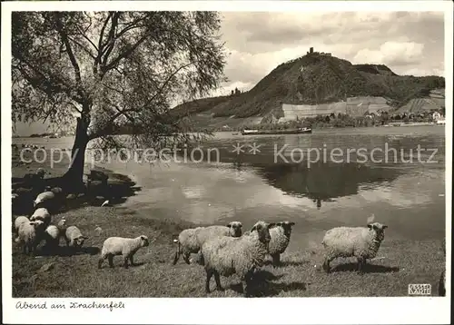 Schafe Drachenfels Kat. Tiere