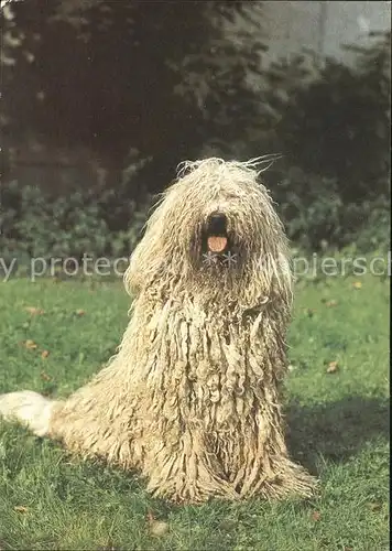 Hunde Komondor  Kat. Tiere