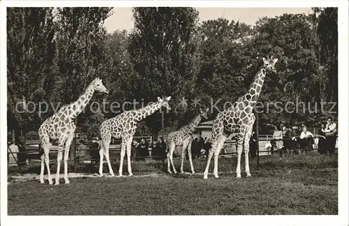 Giraffe Tierpark Hellabrunn Muenchen Netz Giraffen Kat. Tiere