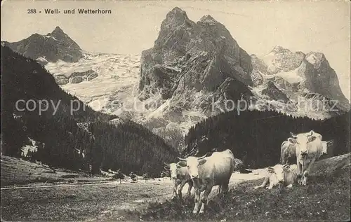 Kuehe Well  und Wetterhorn Kat. Tiere