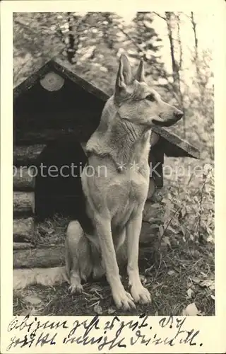 Schaeferhunde Hundehuette Kat. Tiere