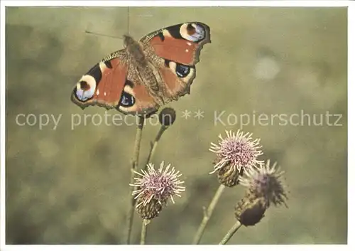 Schmetterlinge Pfauenauge Vanessa jo Kat. Tiere