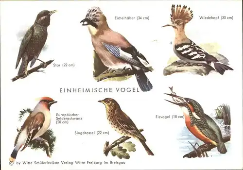 Voegel Star Wiedekopf Eichelhoeher Eisvogel Singdrossel Seidenschwanz  Kat. Tiere