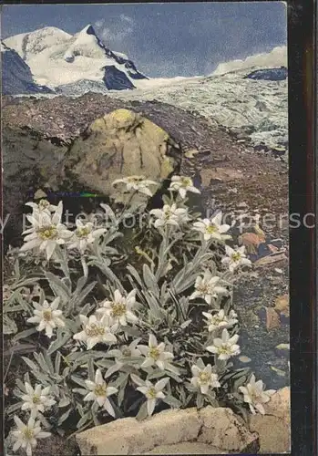 Edelweiss Leontopodium alpinum  Kat. Pflanzen