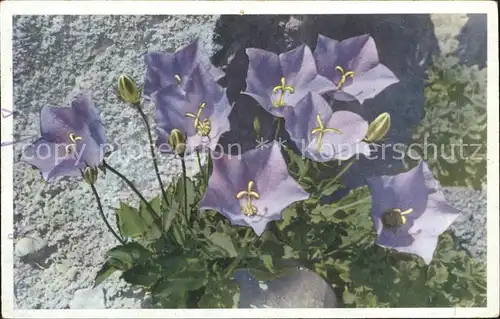 Blumen Campanula pusilla Glochenblumen  Kat. Pflanzen