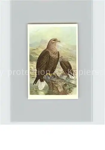 Voegel Seeadler Kosmos Zigarettenbilder Bild Nr. 62 Kat. Tiere