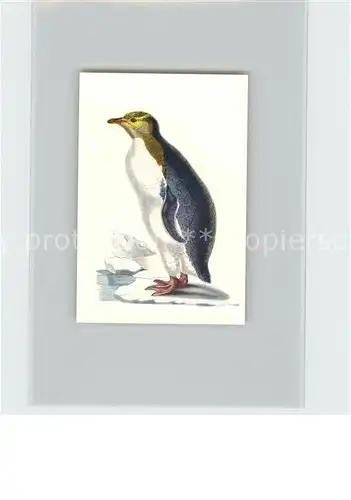 Voegel Felsenpinguin Kosmos Zigarettenbilder Bild Nr. 10 Kat. Tiere