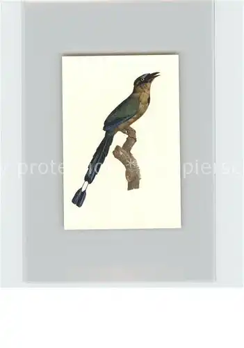 Voegel Motmot Kosmos Zigarettenbilder Bild Nr. 15 Kat. Tiere