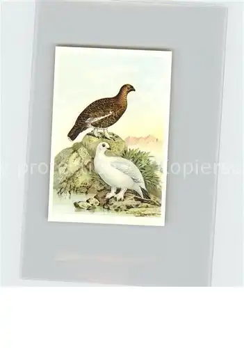 Voegel Moorhuhn Kosmos Zigarettenbilder Bild Nr. 98 Kat. Tiere