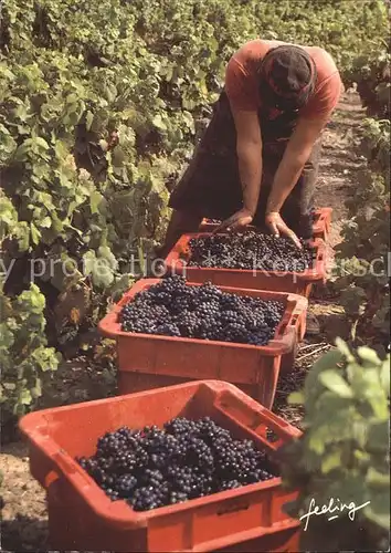 Wein Traubenlese Frankreich Kat. Lebensmittel