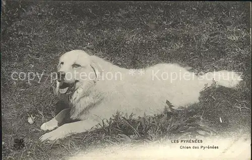 Hunde Chien des Pyrenees  Kat. Tiere