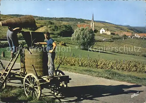 Ernte Landwirtschaft Weinlese Alsace Vendange Kat. Landwirtschaft