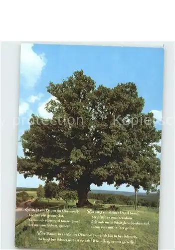 Baeume Trees Rieseneiche Momart Odenwald Gedicht  Kat. Pflanzen