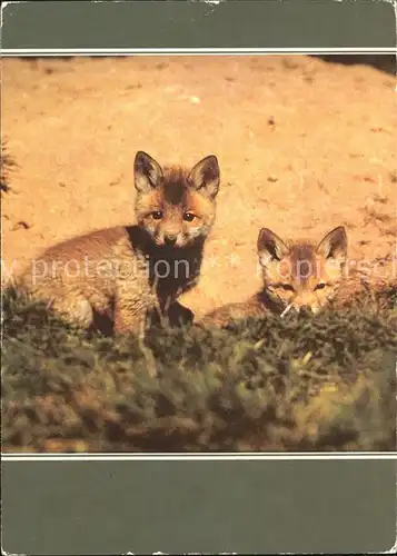 Fuchs Tiere  Kat. Tiere