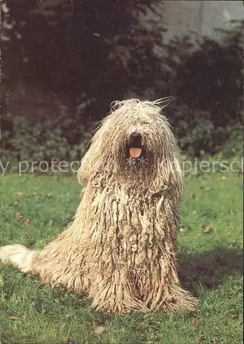 Hunde Komondor Kat. Tiere