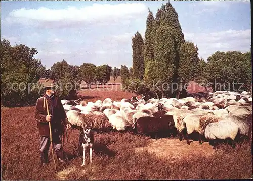 Hirte Schafherde Lueneburger Heide Kat. Landwirtschaft