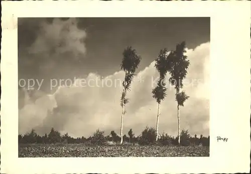 Foto Popp Nr. Baeume Naturlandschaft Kat. Fotografie