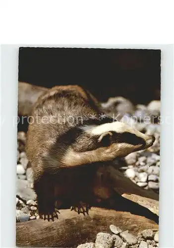 Tiere Dachs Badger Blaireau Tasso Kat. Tiere