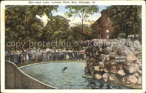 Seehunde Robben Sea Lion Lincoln Park Zoo Chicago  Kat. Tiere