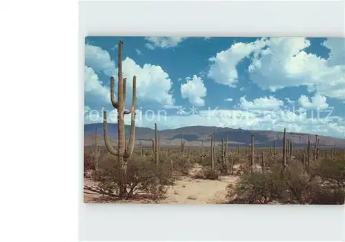 Kakteen Roadway Saguaros  Kat. Pflanzen