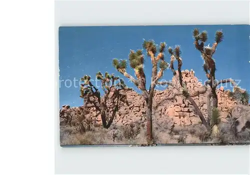 Baeume Trees Joshua Tree California Kat. Pflanzen