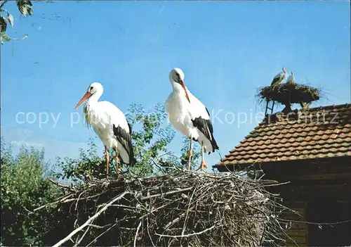 Storch Altreu SO Vogelwarte Sempach  Kat. Tiere