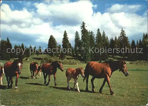 Pferde Paturage du Jura  Kat. Tiere