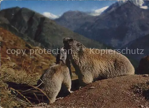 Murmeltier Marmottes  Kat. Tiere