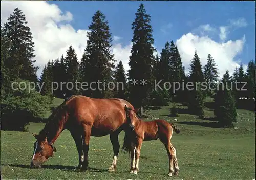 Pferde Paturage du Jura  Kat. Tiere