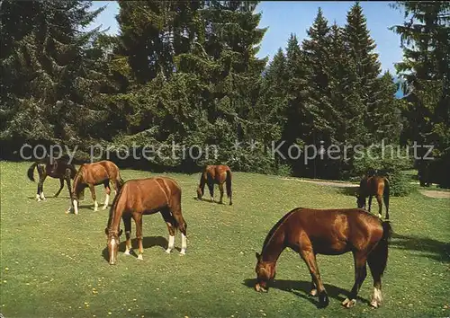 Pferde Chevaux Franches Montagnes Kat. Tiere