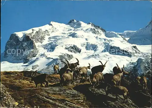 Steinbock Steinwild Bouquetins Monte Rosa Kat. Tiere