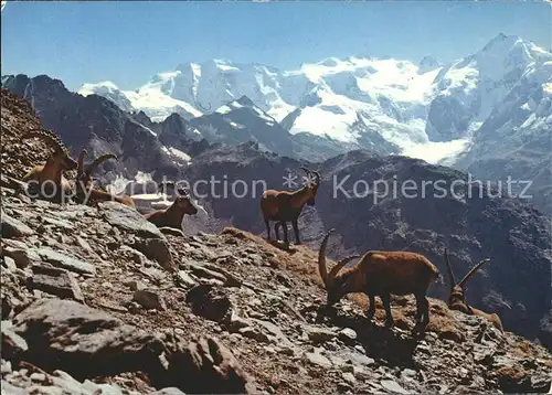 Steinbock Steinboecke Bouquetins Capricorni  Kat. Tiere