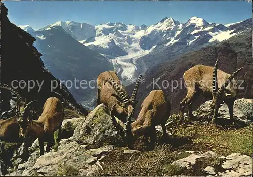 Steinbock Steinboecke Piz Albris Berninagruppe Morteratschgletscher  Kat. Tiere