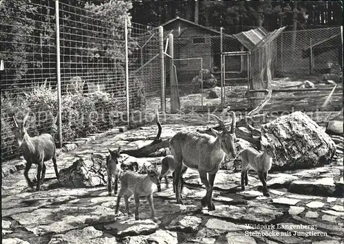 Steinbock Steinboecke Jungtieren Wildpark Langenberg Langnau am Albis Kat. Tiere