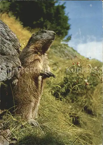 Murmeltier Marmotte Marmot  Kat. Tiere