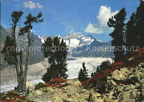 Gletscher Grosser Aletschgletscher Walliser Fiescherhoerner  Kat. Berge