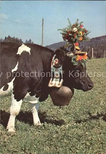 Kuehe Gruyere La Reine du troupeau Kat. Tiere