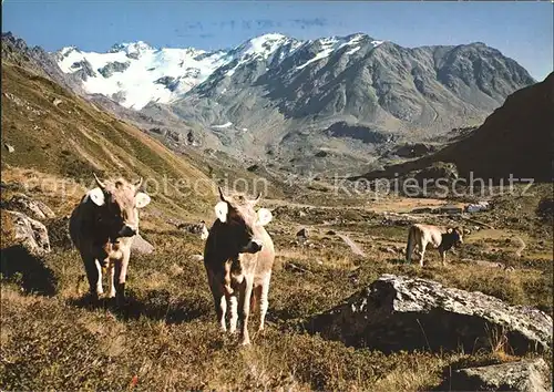 Kuehe Davos Dischma Gasthaus Duerrboden Scaletta Gletscher  Kat. Tiere