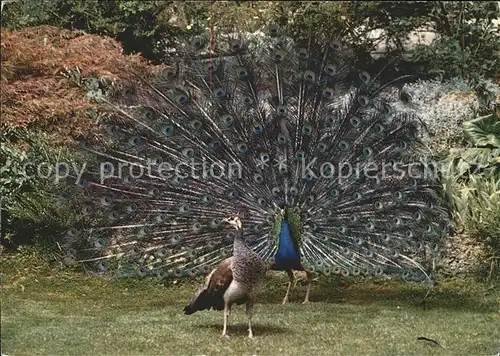 Voegel Pfau Pfauenpaar Zoologischer Garten Zuerich Kat. Tiere