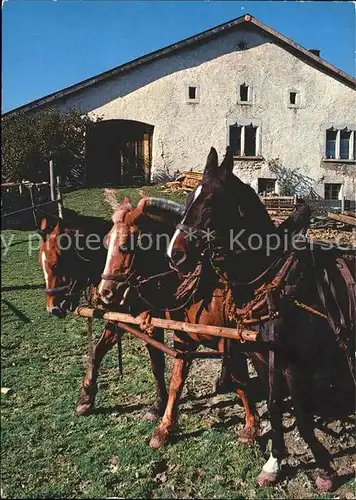 Pferde Paturage du Jura Franches Montagnes Kat. Tiere