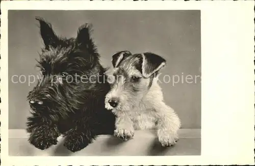 Hunde Foto Amag Nr. 69178 Kat. Tiere