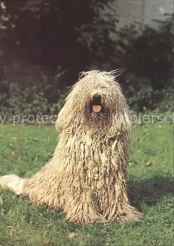 Hunde Komondor  Kat. Tiere