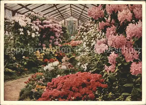 Blumen Azaleenhaus Wilhelma Stuttgart Bad Cannstatt  Kat. Pflanzen