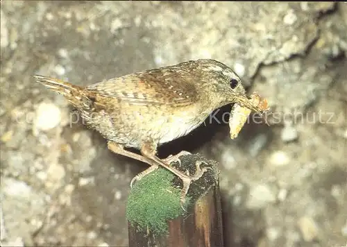 Voegel Zaunkoenig  Kat. Tiere